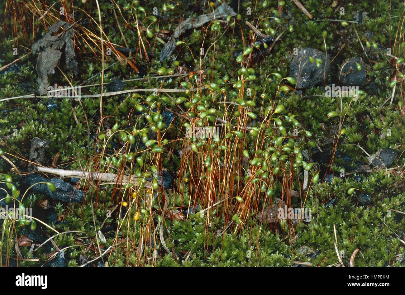 Bryum Moss (Bryum sp), Bryaceae. Stock Photo