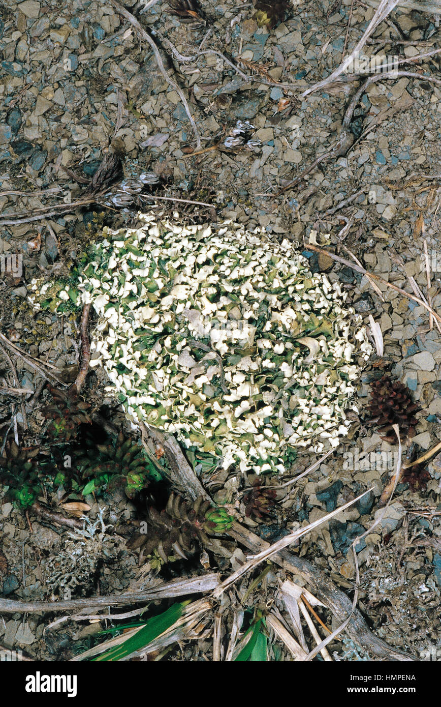 Iceland moss (Cetraria islandica), Parmeliaceae. Stock Photo