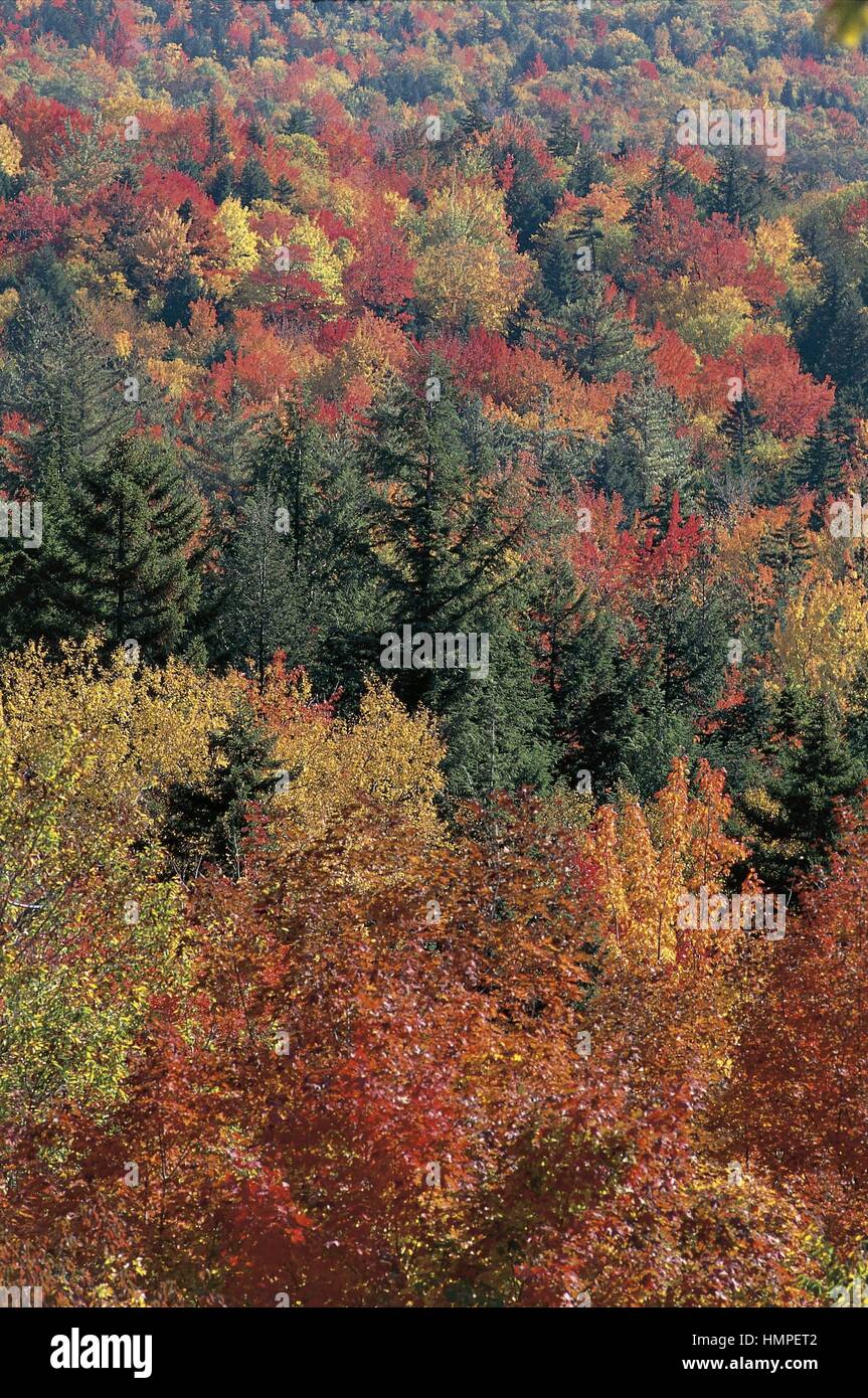 White mountains national forest hi-res stock photography and images - Alamy