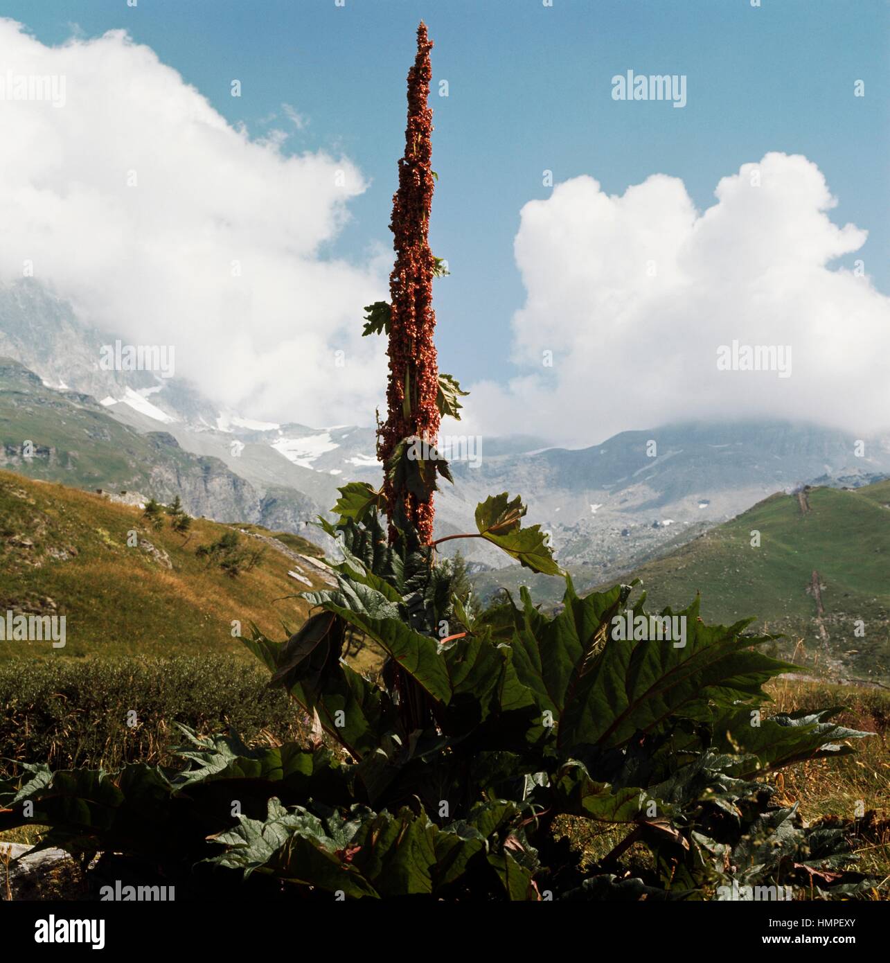 Chinese rhubarb hi-res stock photography and images - Alamy