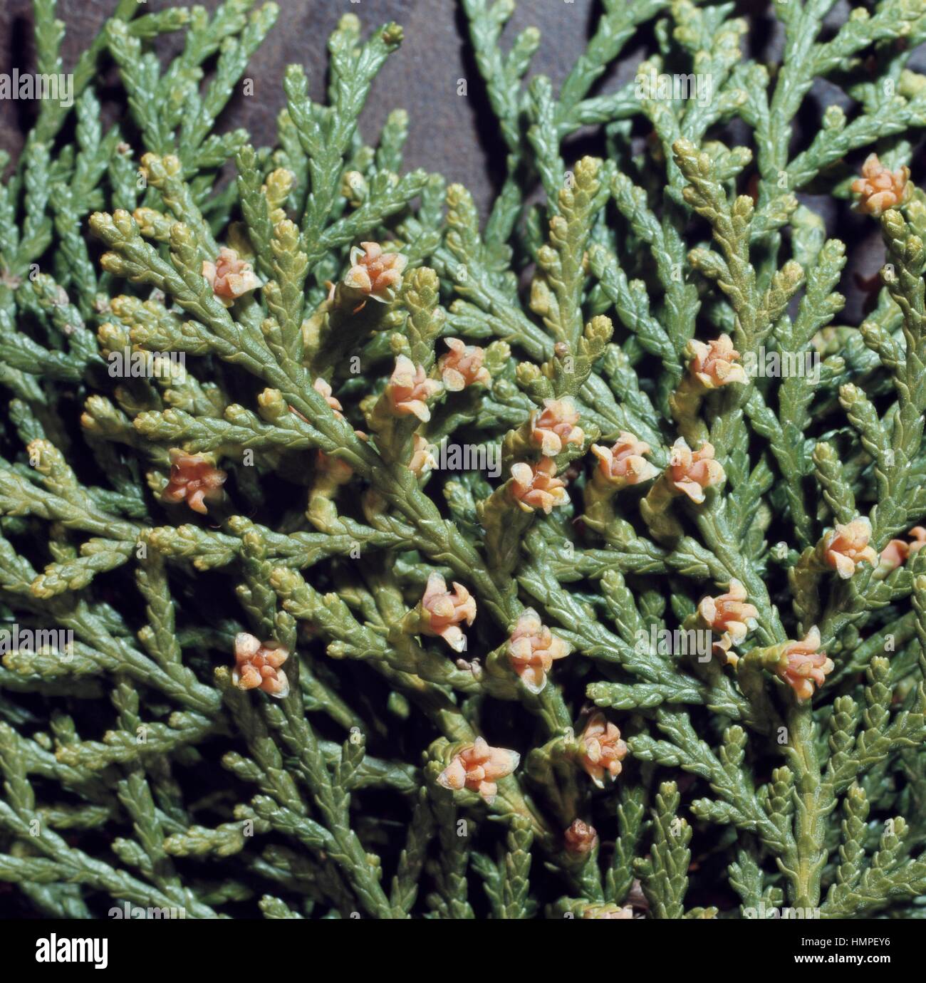 Tuja flowering branches (Thuja gracilis), Cupressaceae. Stock Photo