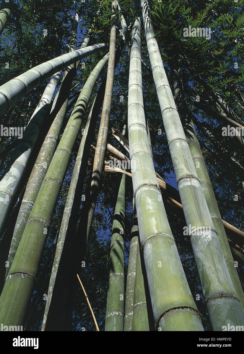 Giant Bamboo (Dendrocalamus giganteus), low angle view. Peradeniya Botanical Gardens, Kandy, Sri Lanka. Stock Photo