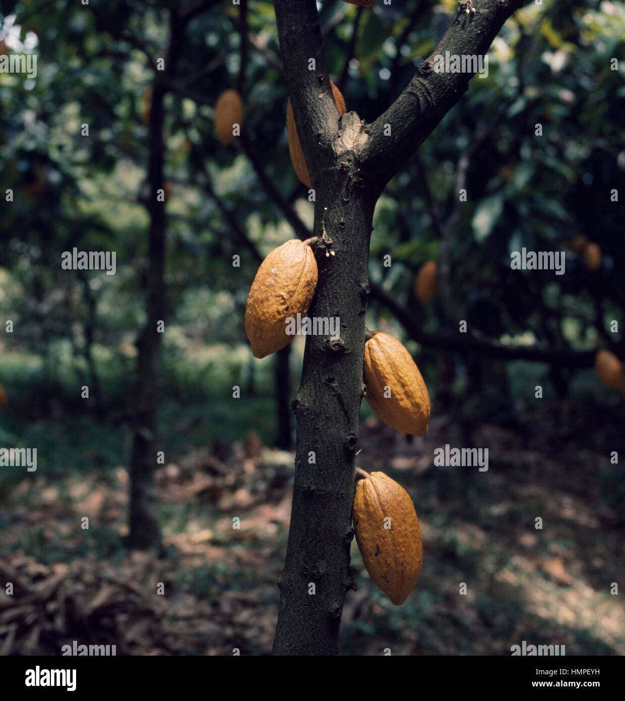 Cacao fruit (Theobroma cacao), Sterculiaceae-Malvaceae. Stock Photo