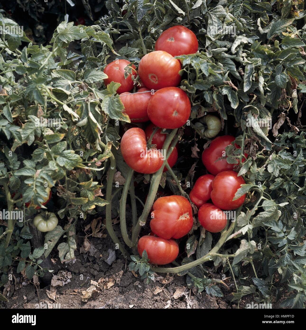 Tomatoes (Solanum lycopersicum or Lycopersicon esculentum), Solanaceae. Stock Photo