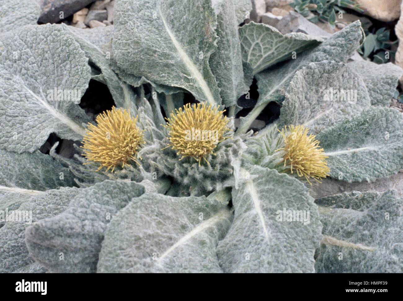 Berardia (Berardia subacaulis or Berardia lanuginosa), Asteraceae. Stock Photo