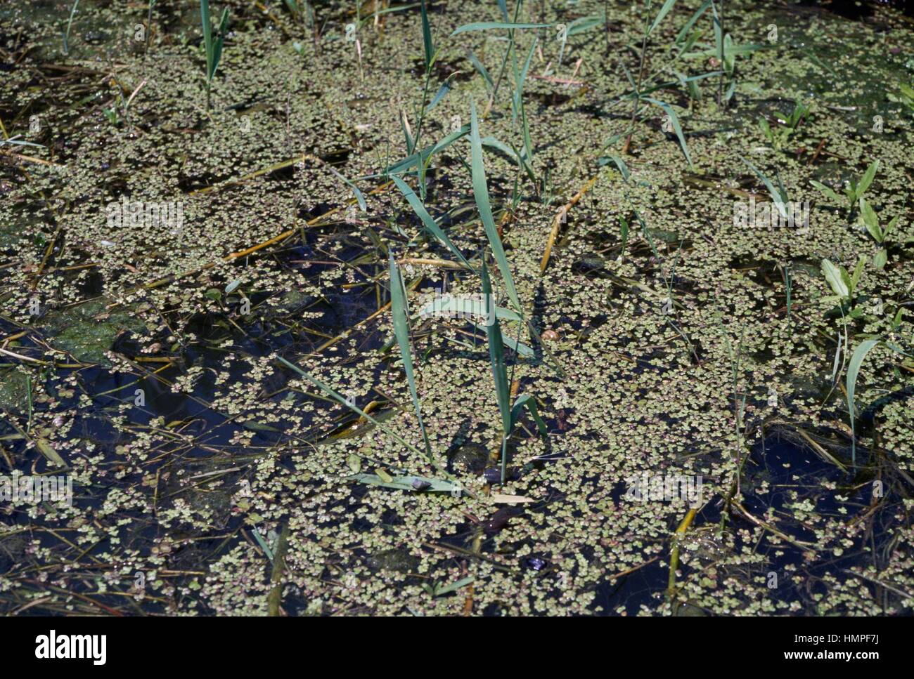 Marsh vegetation. Stock Photo