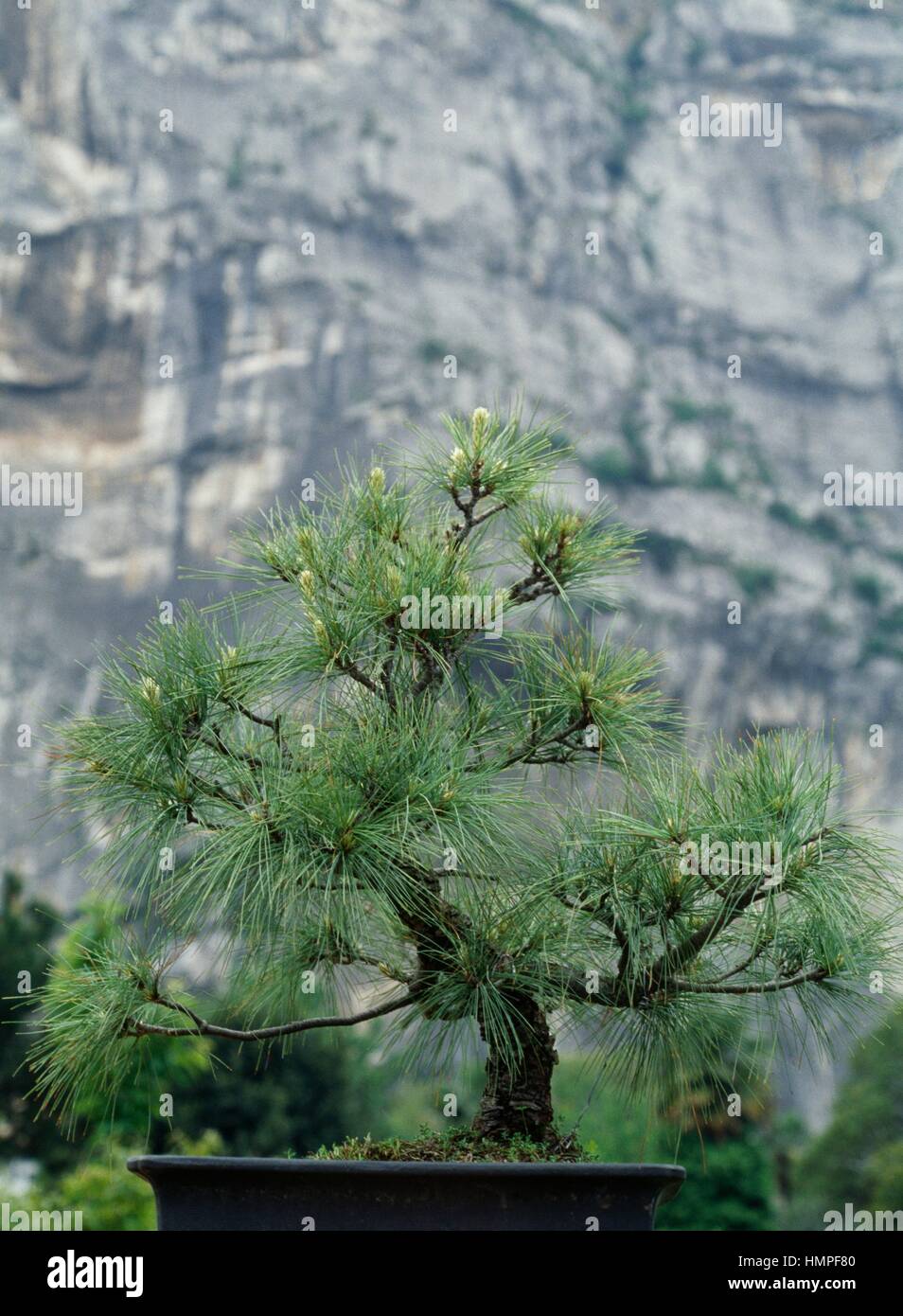 Pinus wallichiana bonsai hi-res stock photography and images - Alamy