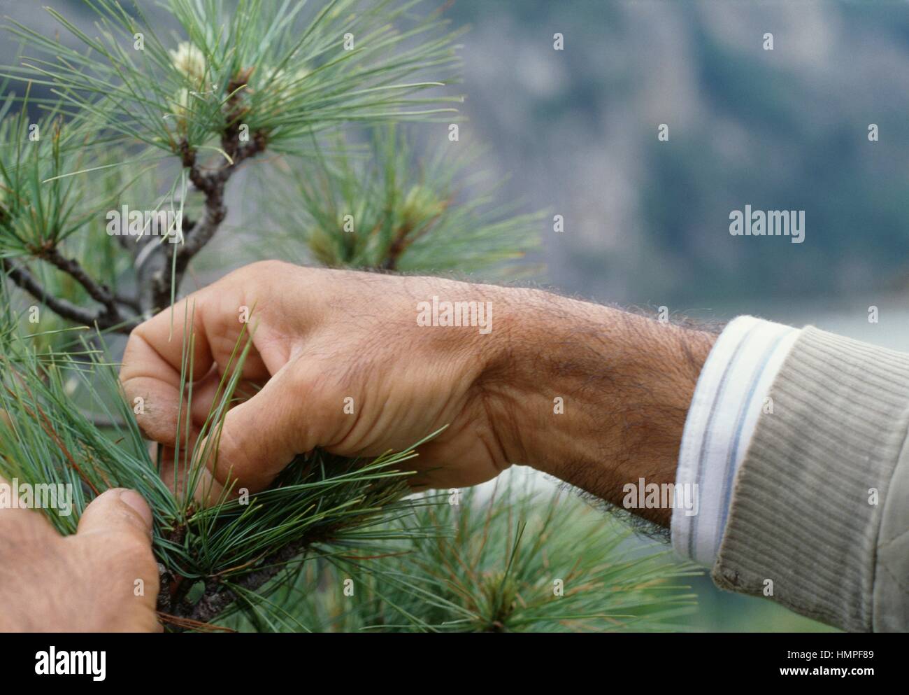 Pinus wallichiana bonsai hi-res stock photography and images - Alamy