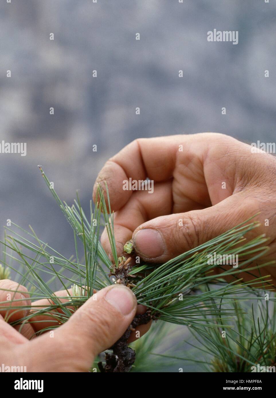 Pinus wallichiana bonsai hi-res stock photography and images - Alamy