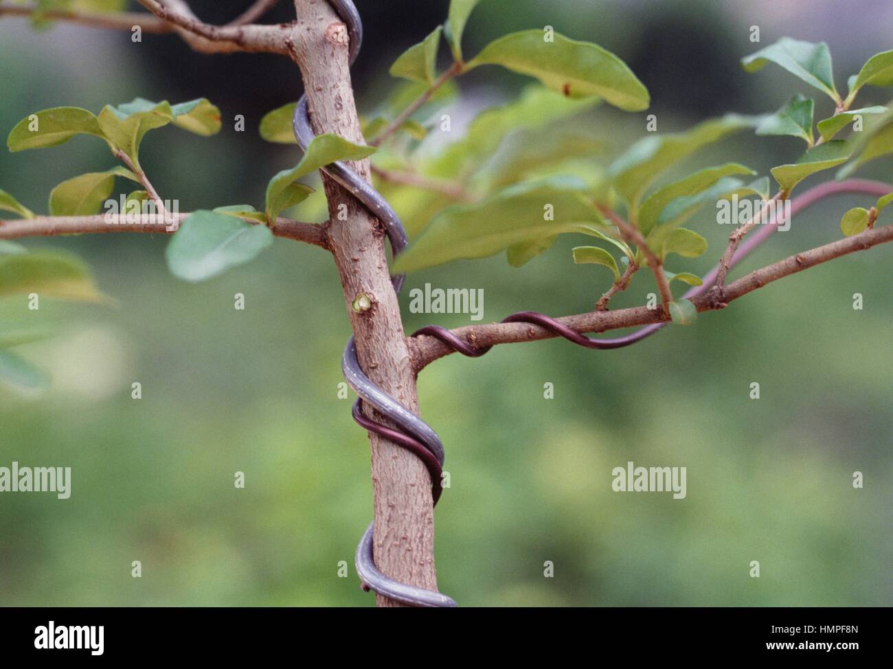 Different types of wire for trunks and branches of bonsai. Stock Photo