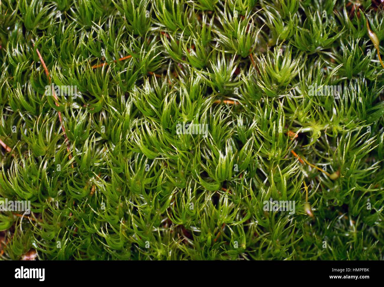 Dicranum Moss (Dicranum majus), Dicranaceae. Stock Photo