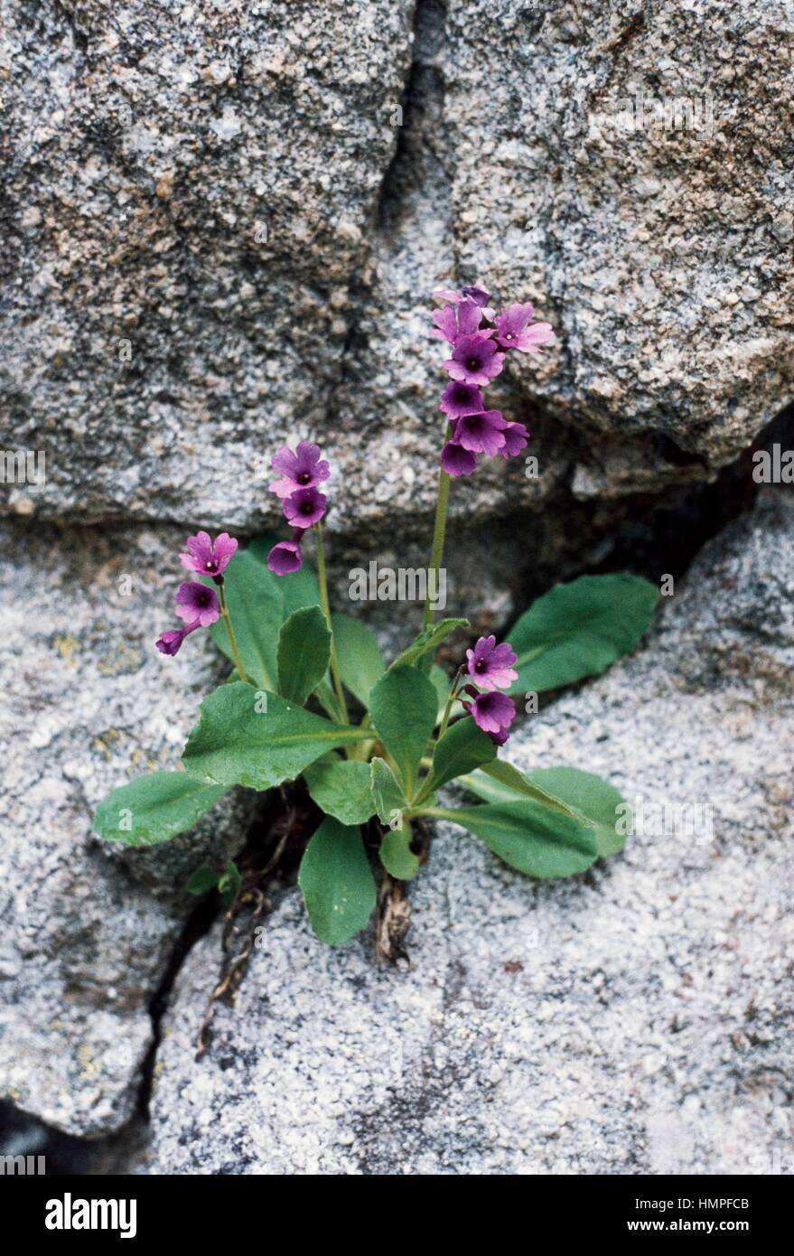 Viscid primrose (Primula latifolia), Primulaceae. Stock Photo
