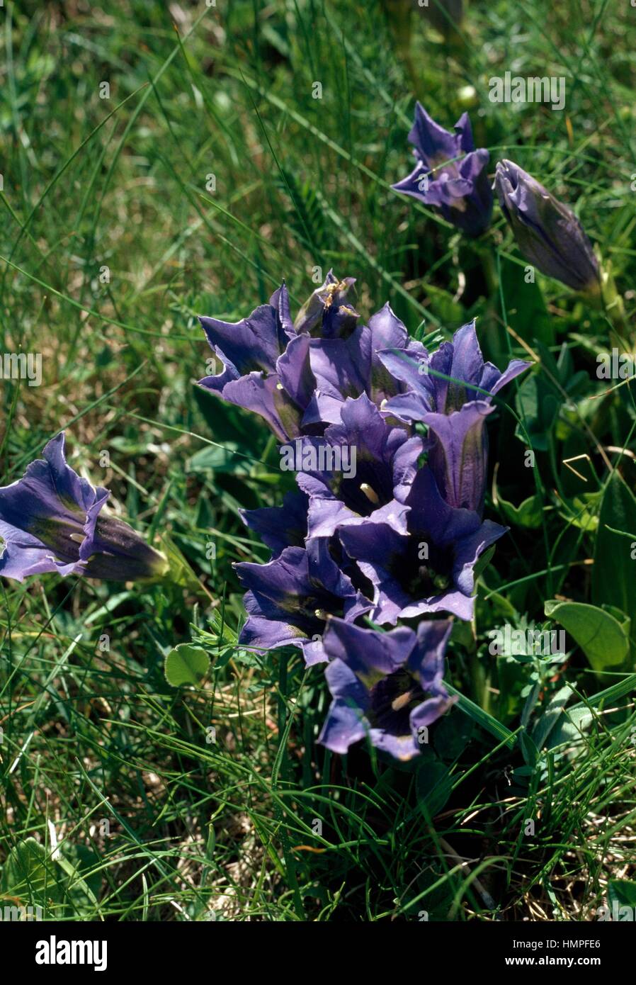 Stemless gentian (Gentiana kochiana or Gentiana acaulis), Gentianaceae. Stock Photo