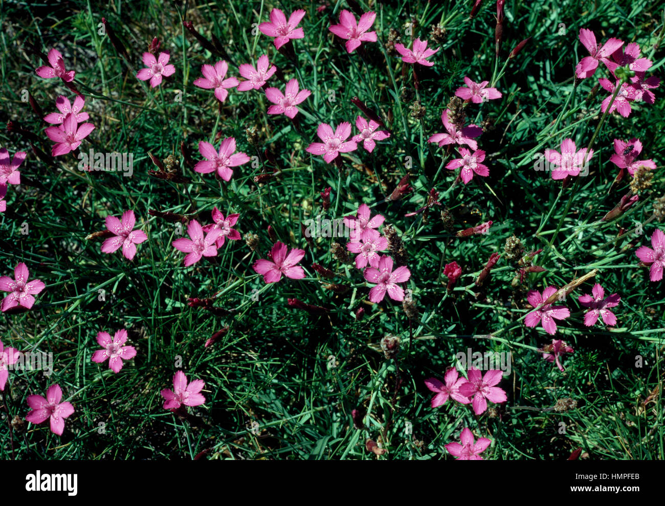Maiden pink (Dianthus deltoides), Caryophyllaceae. Stock Photo