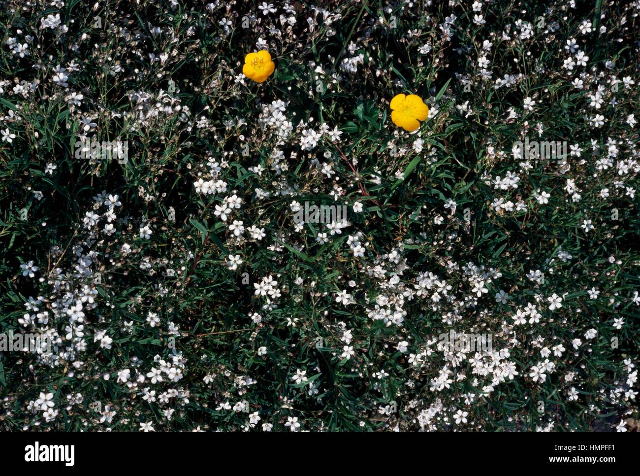 Creeping Baby's-breath or Alpine gypsophila (Gypsophila repens), Caryophyllaceae. Stock Photo