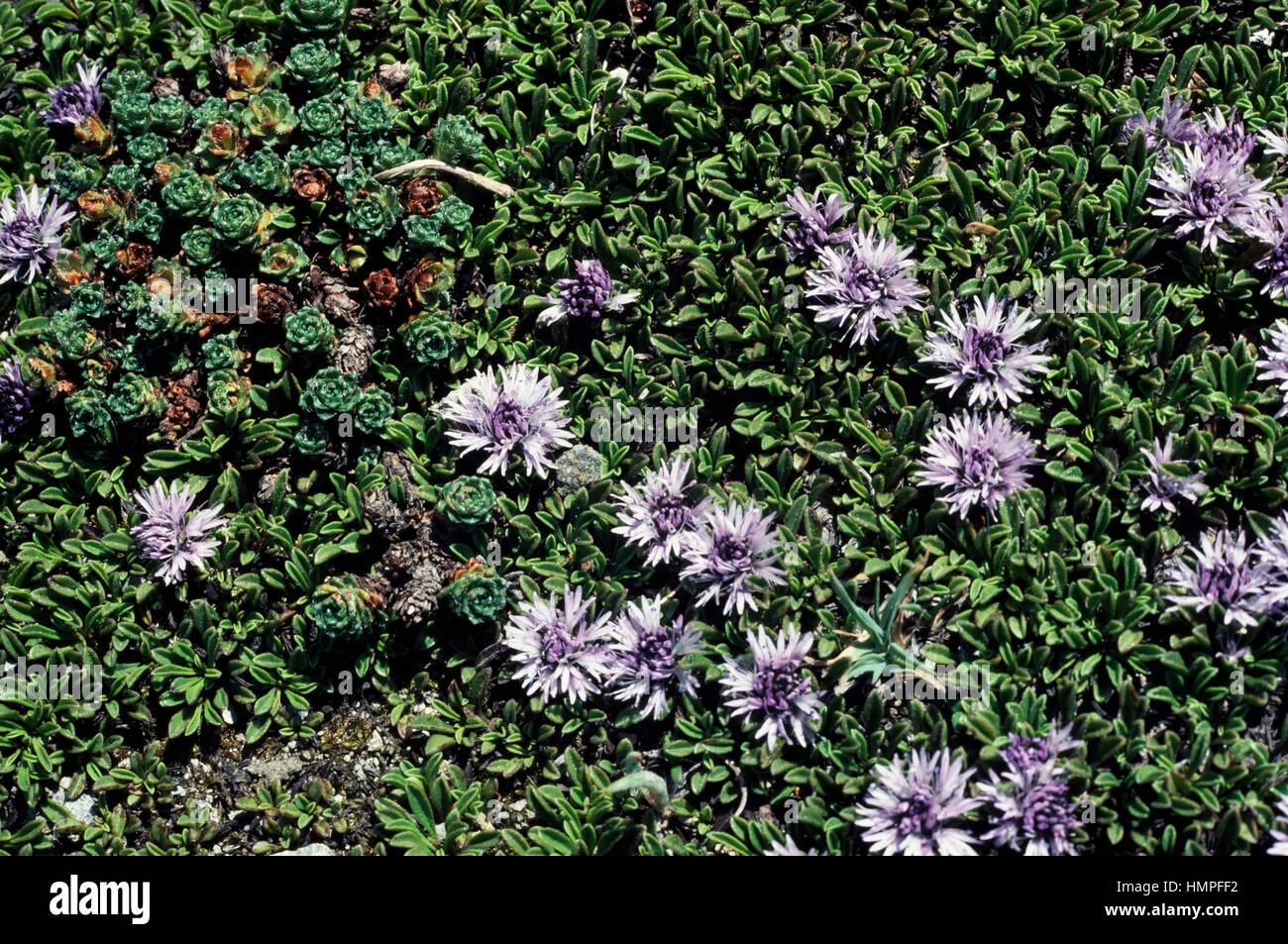 Globe daisy (Globularia meridionalis or Globularia nana), Plantaginaceae. Stock Photo