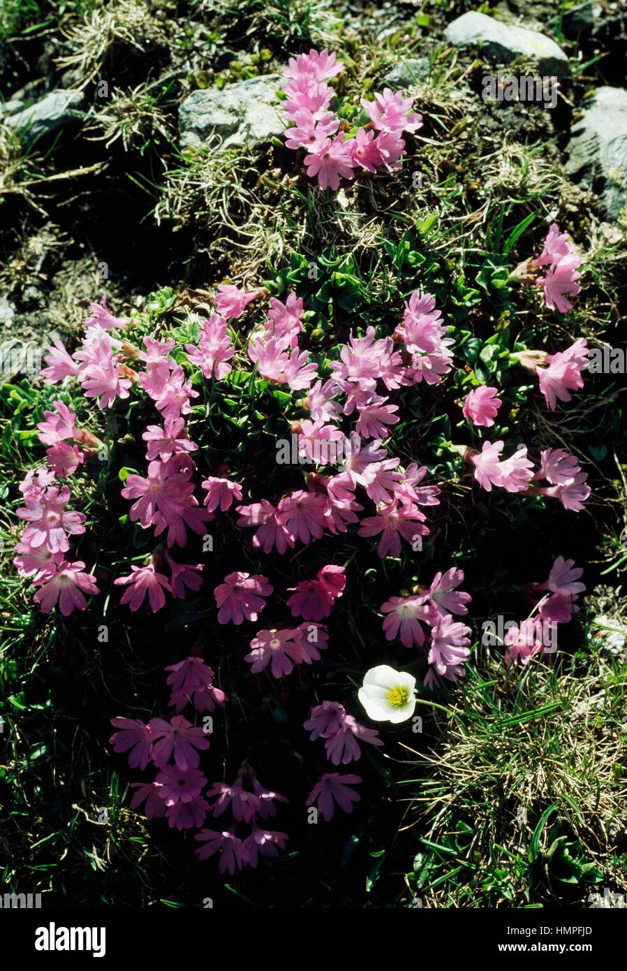Entire leaved primrose (Primula integrifolia), Primulaceae. Stock Photo