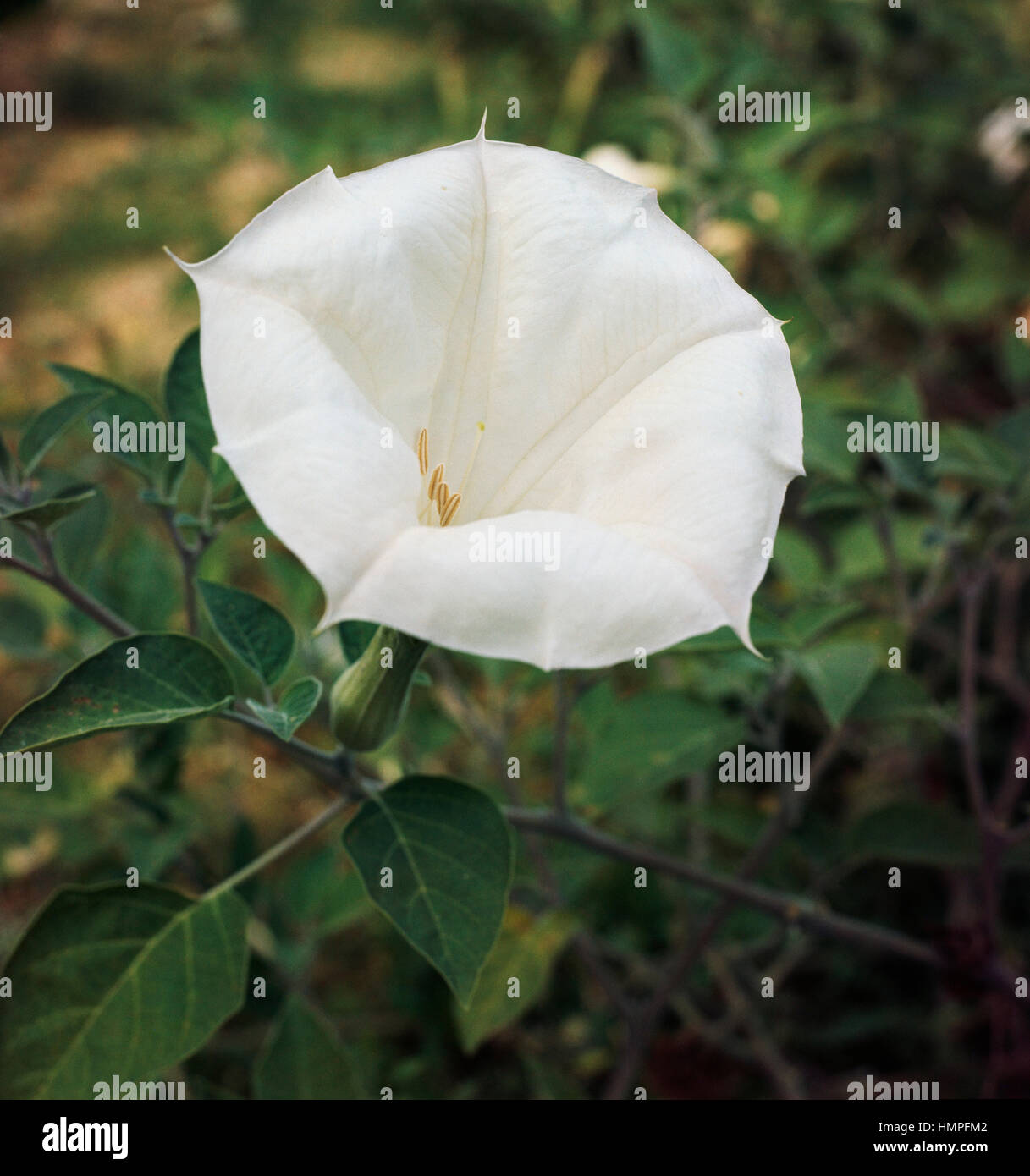 Horn of plenty hires stock photography and images Alamy