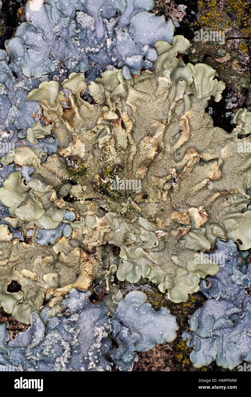 Textured Lung Lichen (Lobaria scrobiculata), Lobariaceae. Stock Photo