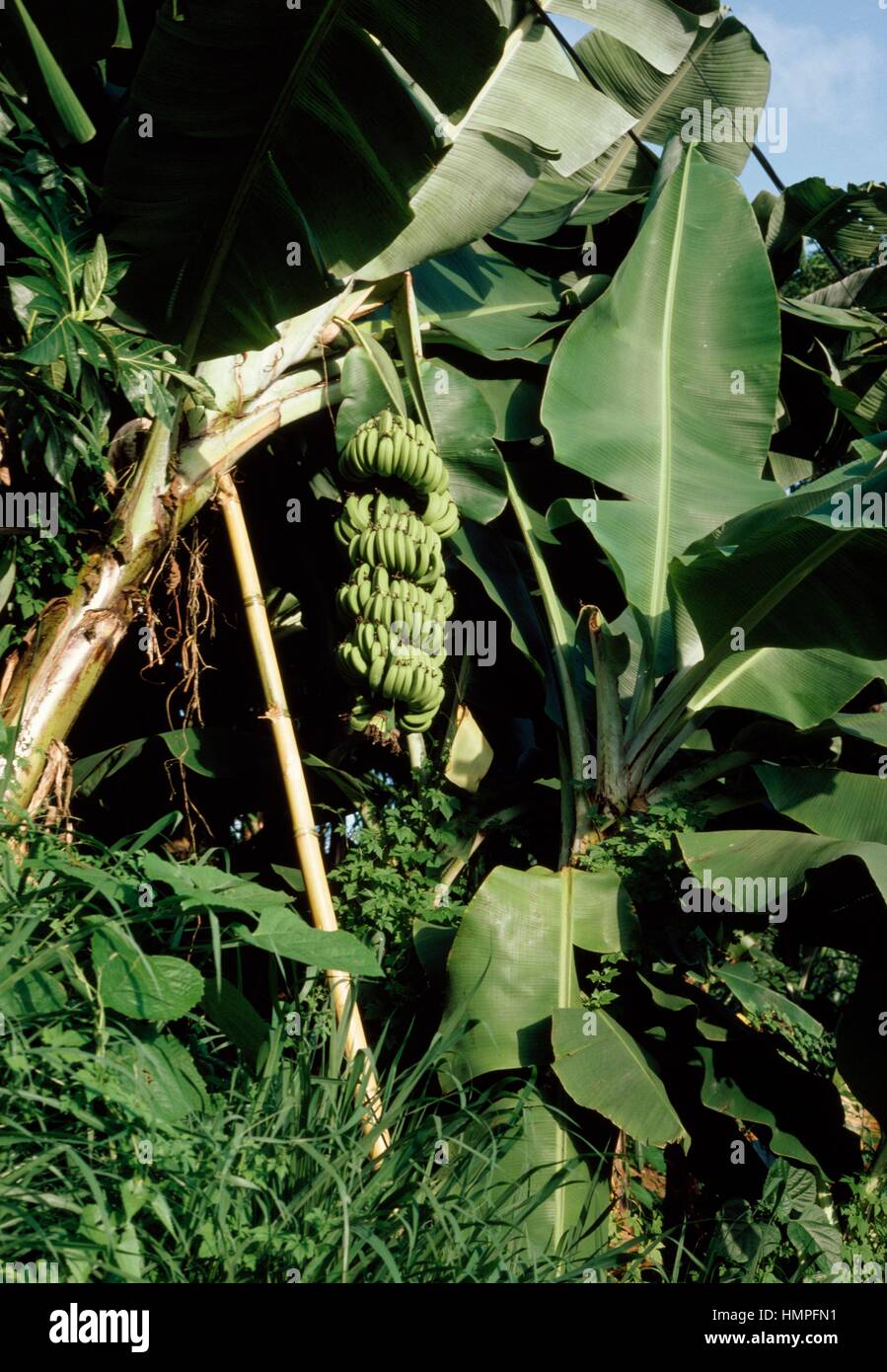 Wild Banana (Musa balbisiana), Musaceae Stock Photo - Alamy