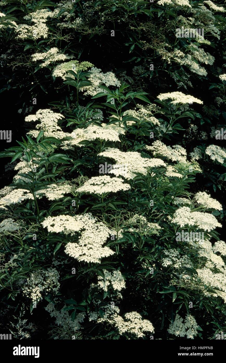 Leaves And Flowers Of Elder Elderberry Or Black Elder Sambucus Nigra Leaves And Flowers Of Elder Elderberry Or Black Elder Sambucus Nigra