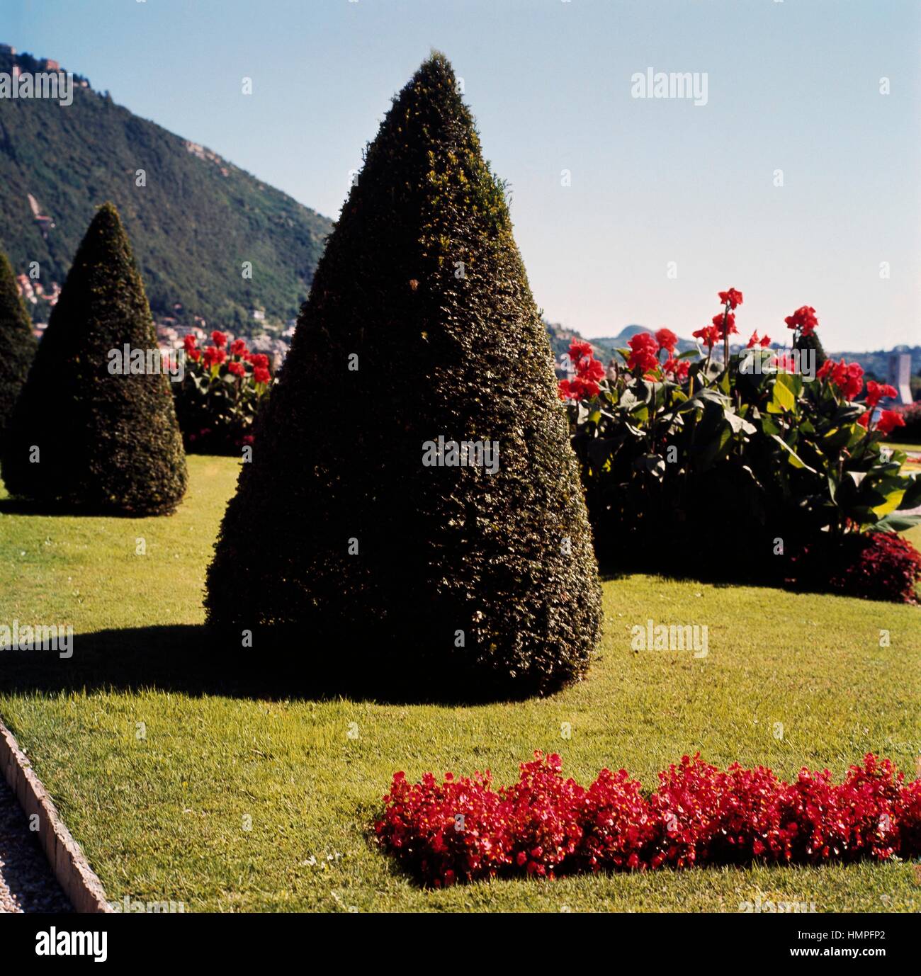 Pyramidal Taxus Taxus Baccata Pyramidalis High Resolution Stock Photography and Images ...