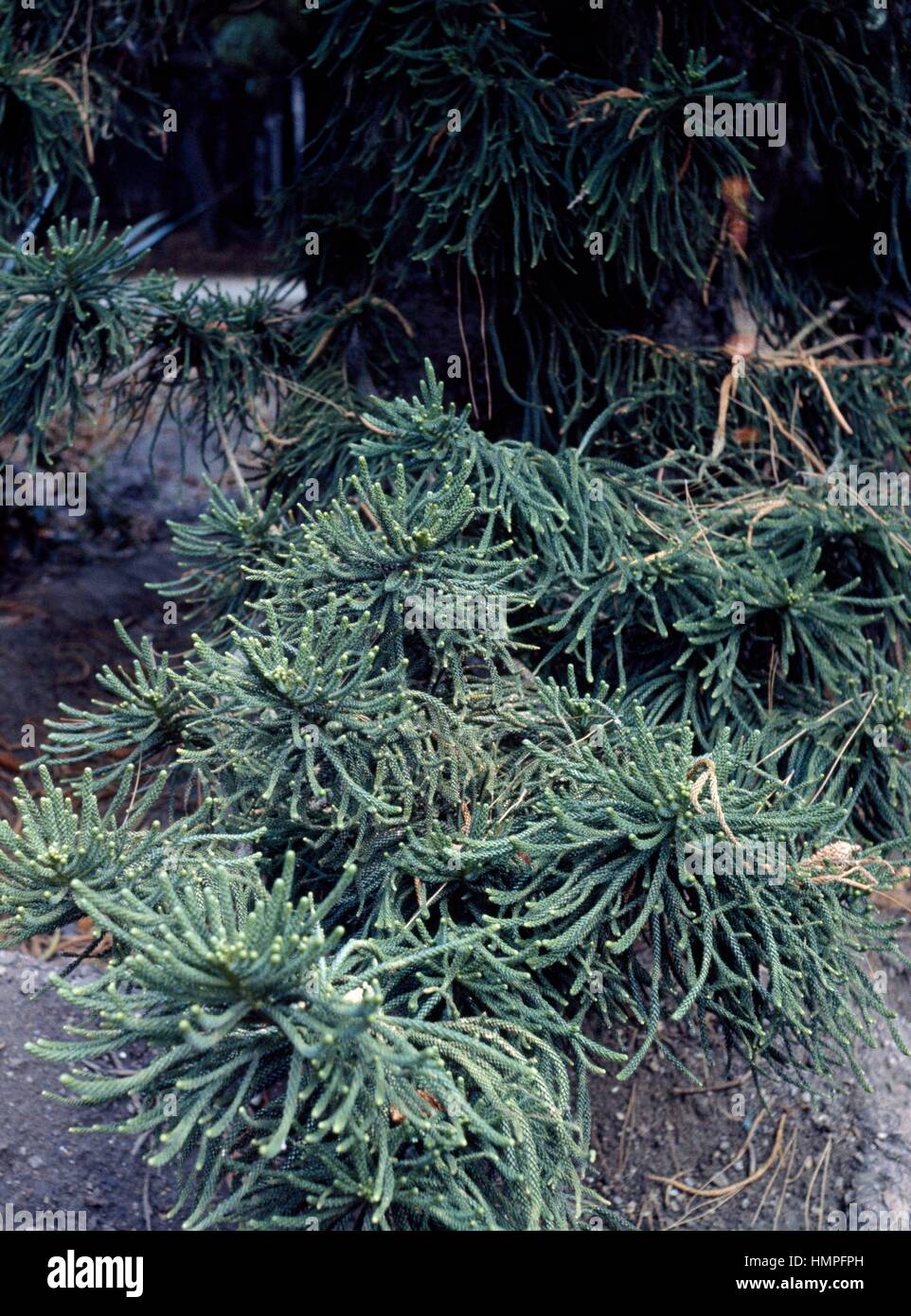 Japanese Cedar (Cryptomeria japonica araucarioides), Cupressaceae-Tassodiacee. Stock Photo