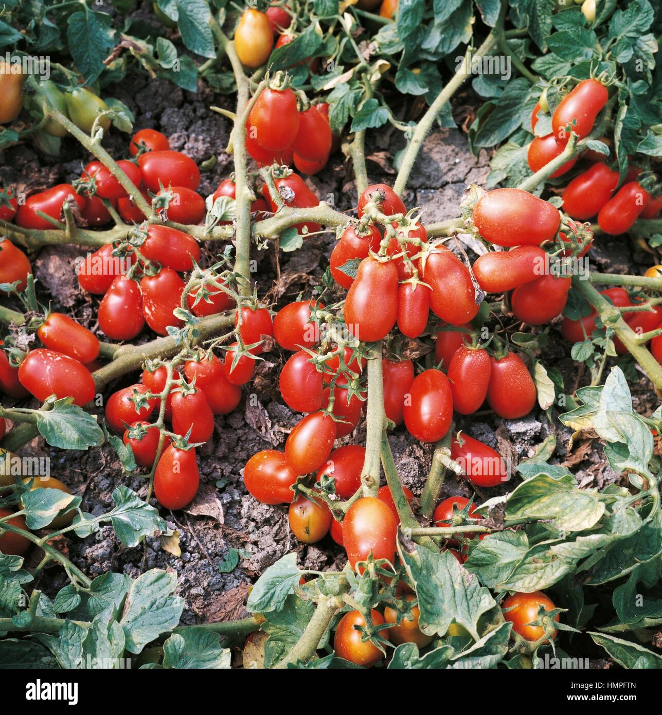 Tomatoes (Solanum lycopersicum or Lycopersicon esculentum), Solanaceae. Stock Photo