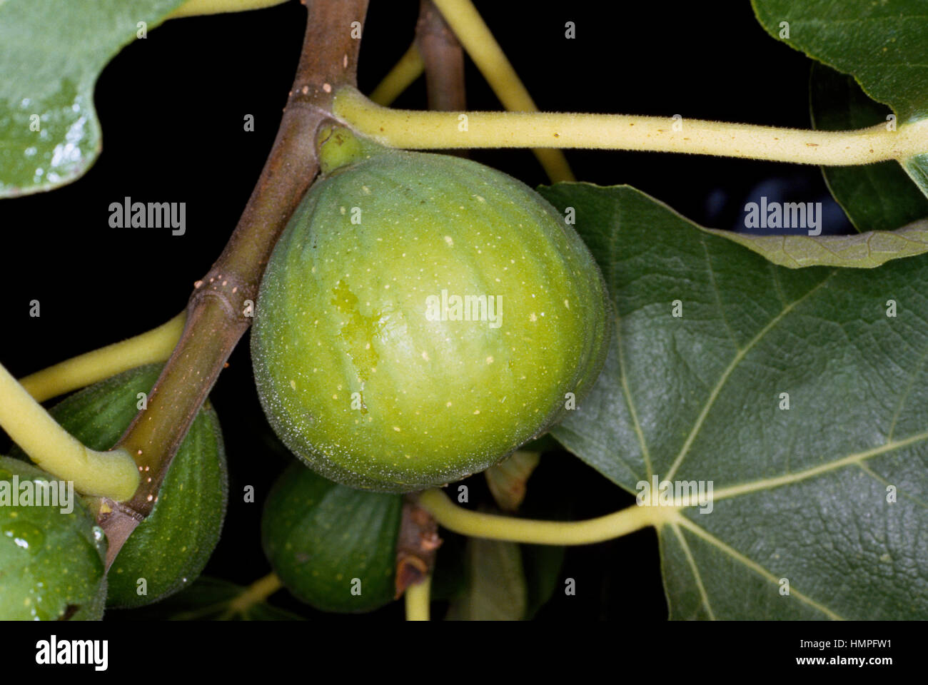 Common Fig syconium (Ficus carica), Moraceae. Stock Photo