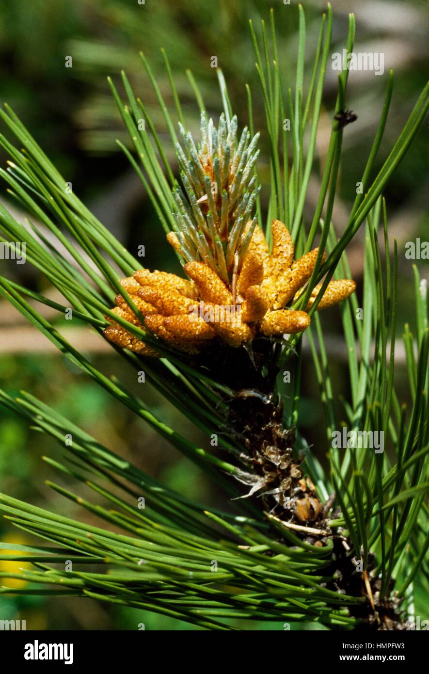 Leaves and flowers of Pine (Pinus sp), Pinaceae. Stock Photo