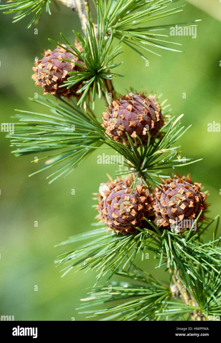 Larch branch with cones (Larix sp), Pinaceae. Stock Photo