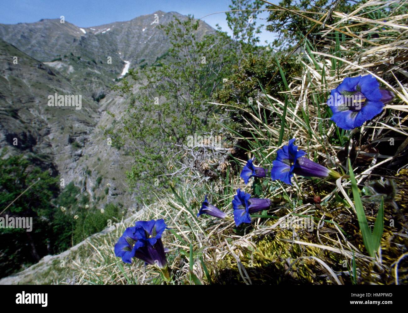 Gentian (Gentiana dinarica), Gentianaceae, Monti della Laga, Lazio, Italy. Stock Photo