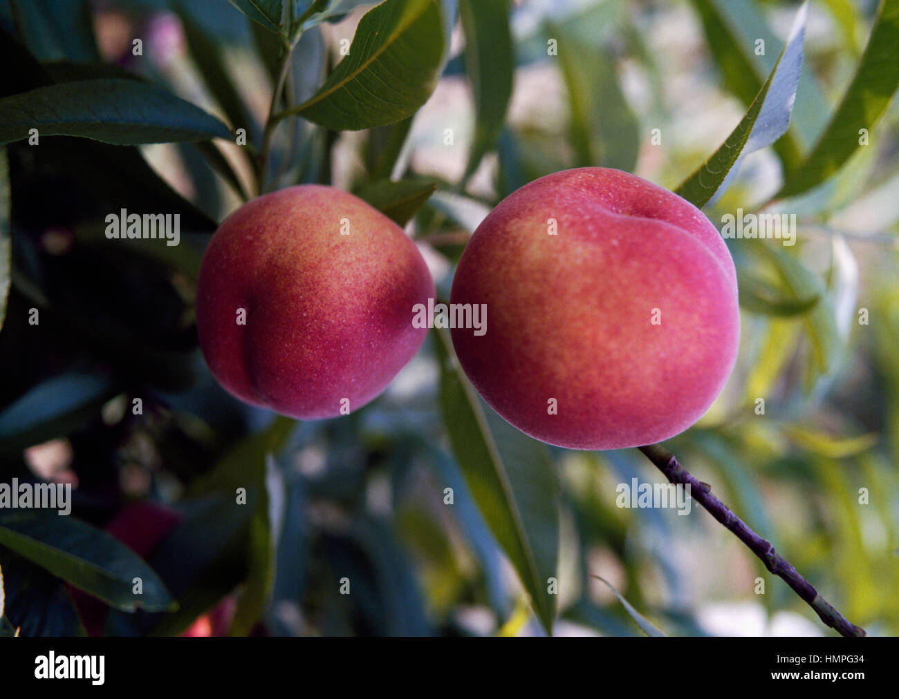 Peaches (Prunus persica), Rosaceae. Stock Photo