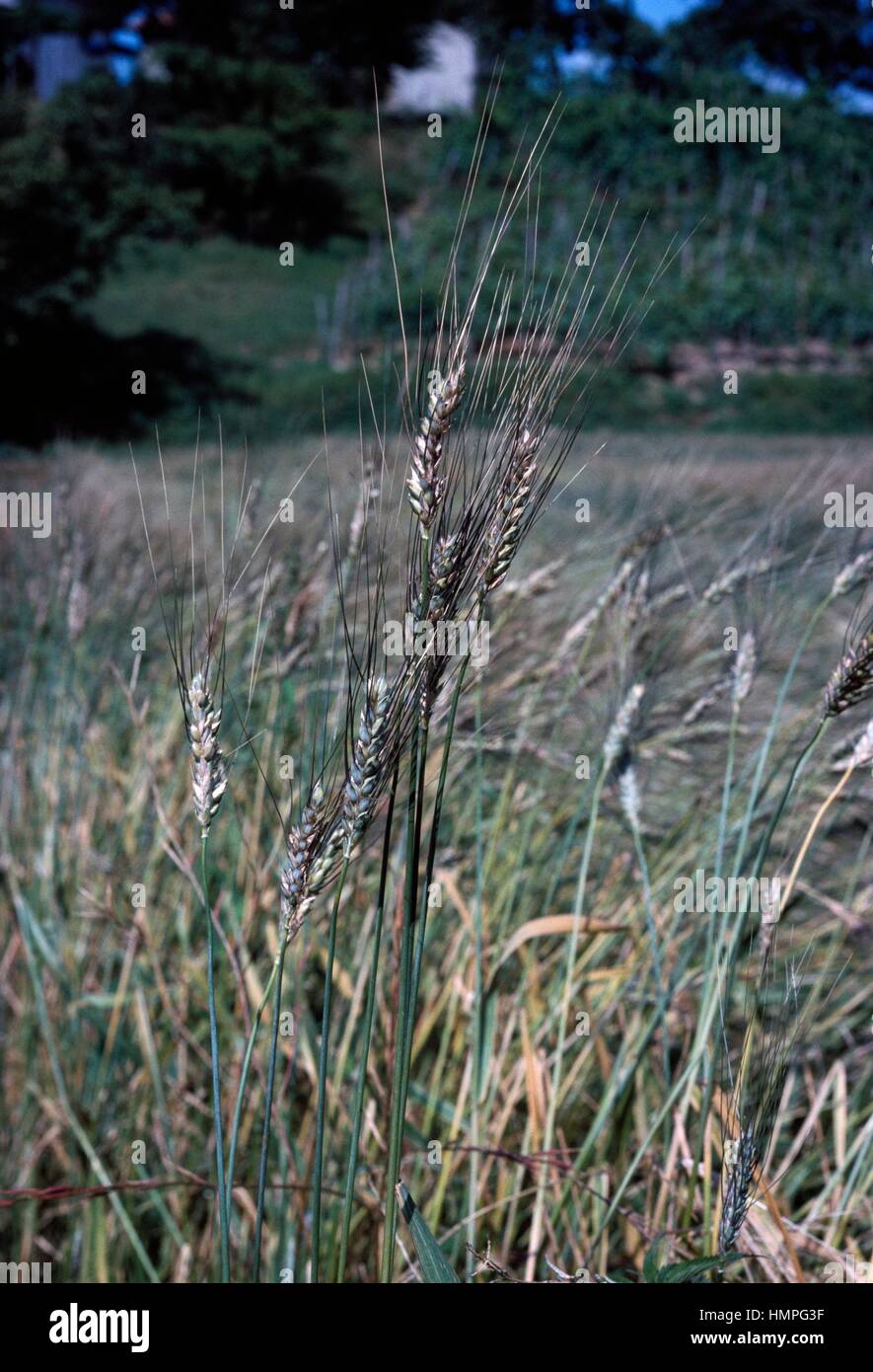 Durum wheat ears (Triticum turgidum durum ), Poaceae. Stock Photo
