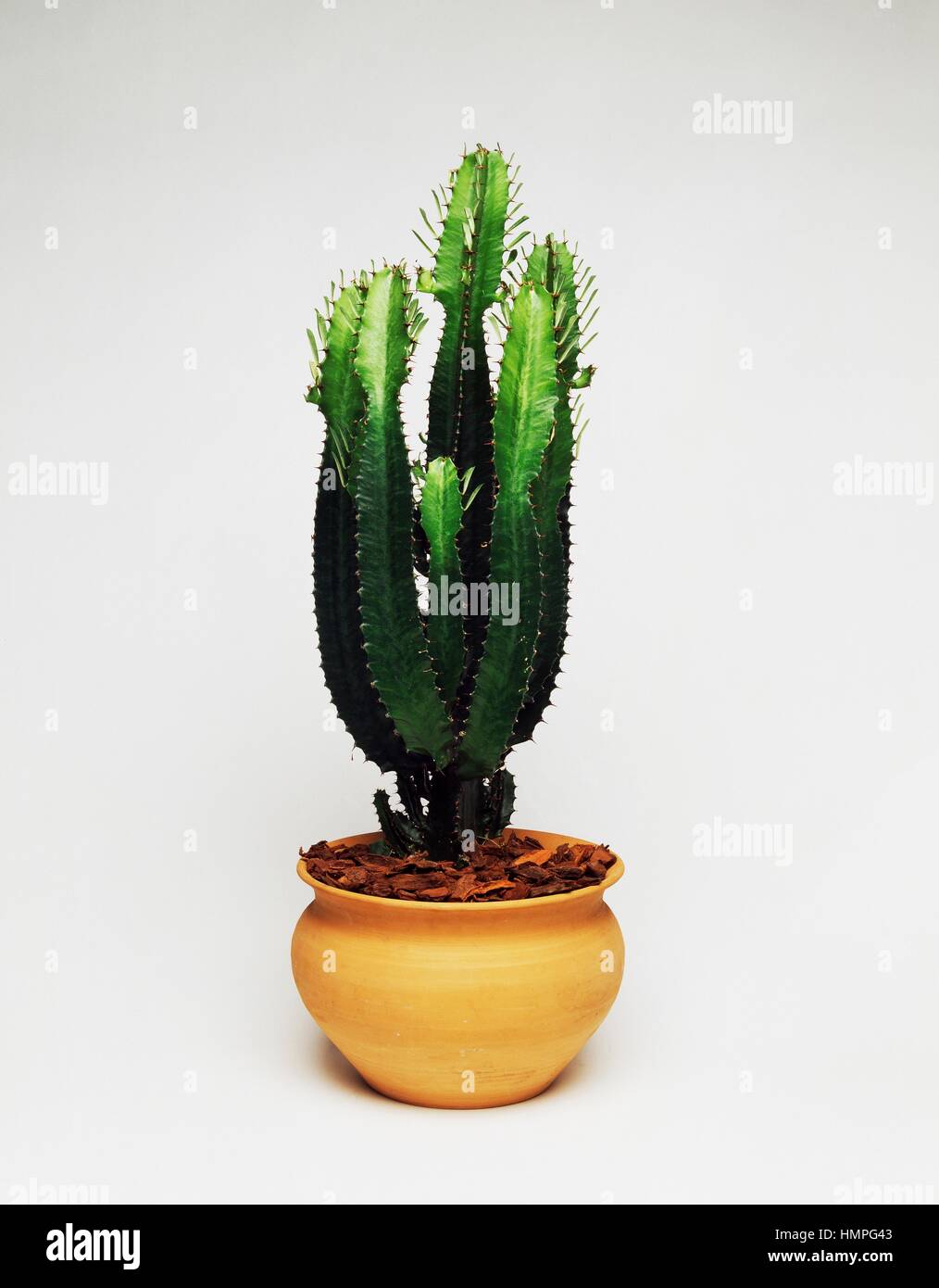 kaktus instabil Cactus Opuntia | 120cm | Online kaufen