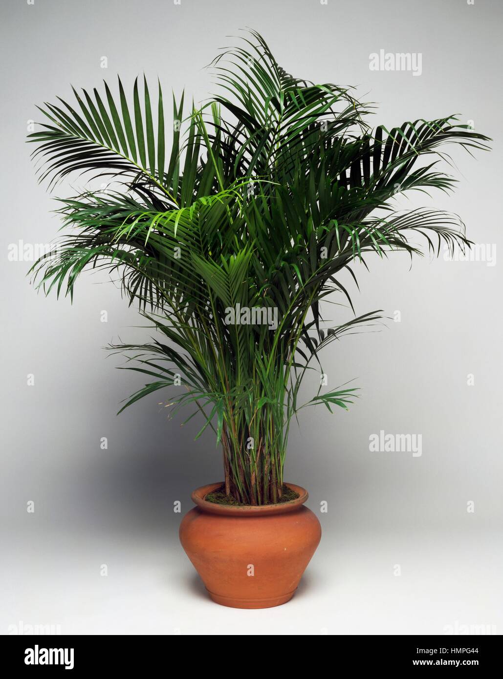Golden butterfly palm (Areca lutescens), Arecaceae Stock Photo - Alamy