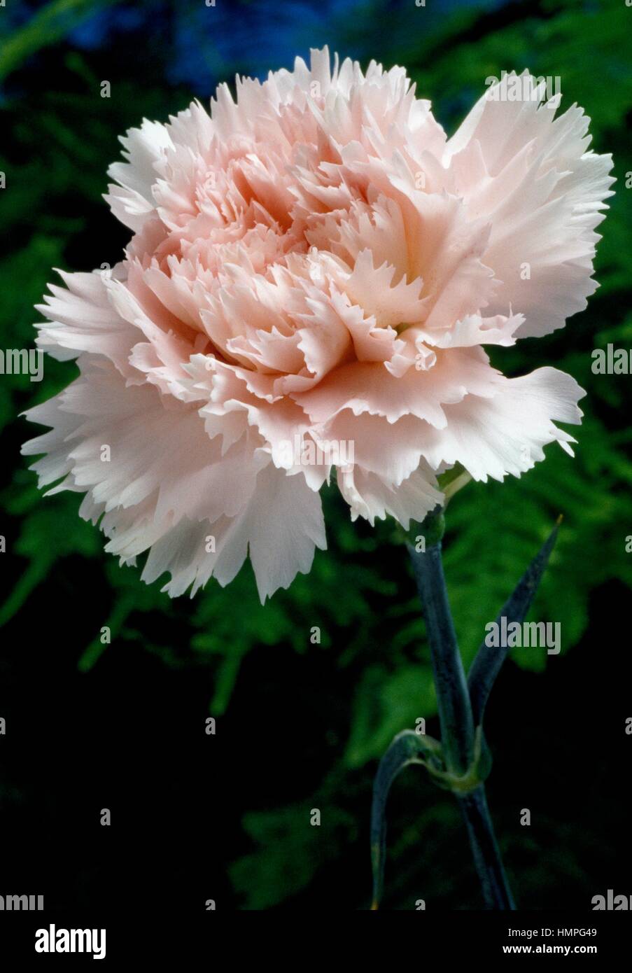 Pink or Carnation (Dianthus Rebecca), Caryophyllaceae. Stock Photo
