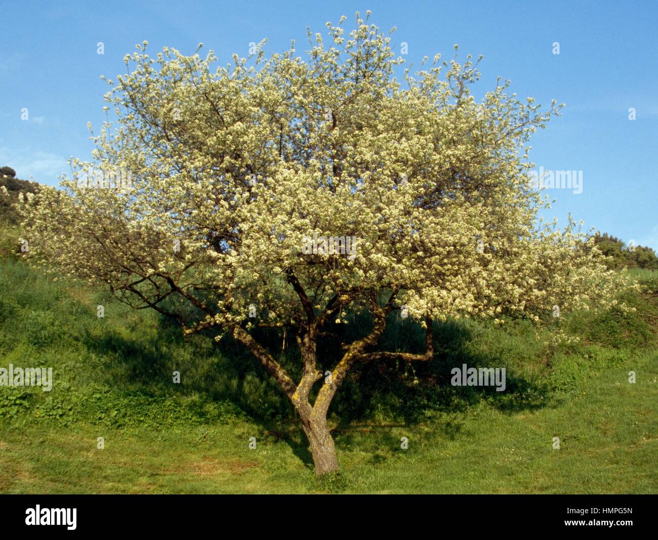 St Lucie Cherry (Prunus mahaleb), Rosaceae. Stock Photo