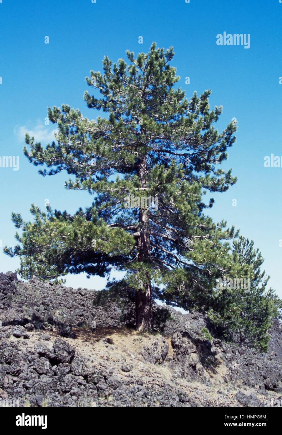 Corsican pine (Pinus nigra laricio), Pinaceae Stock Photo - Alamy