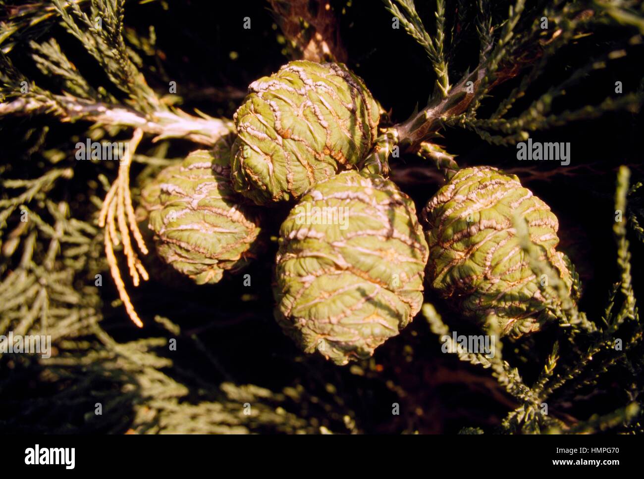 Leaves and cones of Giant sequoia (Sequoiadendron giganteum), Cupressaceae. Stock Photo
