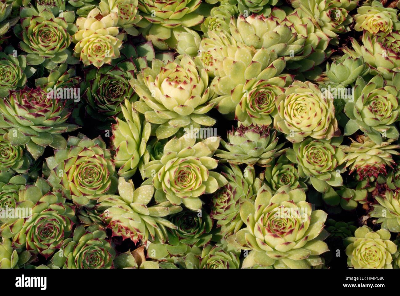 Houseleek (Sempervivum sp), Crassulaceae. Stock Photo