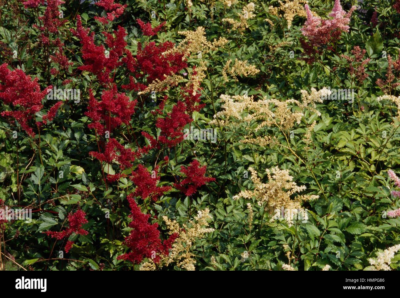 Astilbe Fanal and Astilbe Deutschland in bloom, Saxifragaceae. Stock Photo