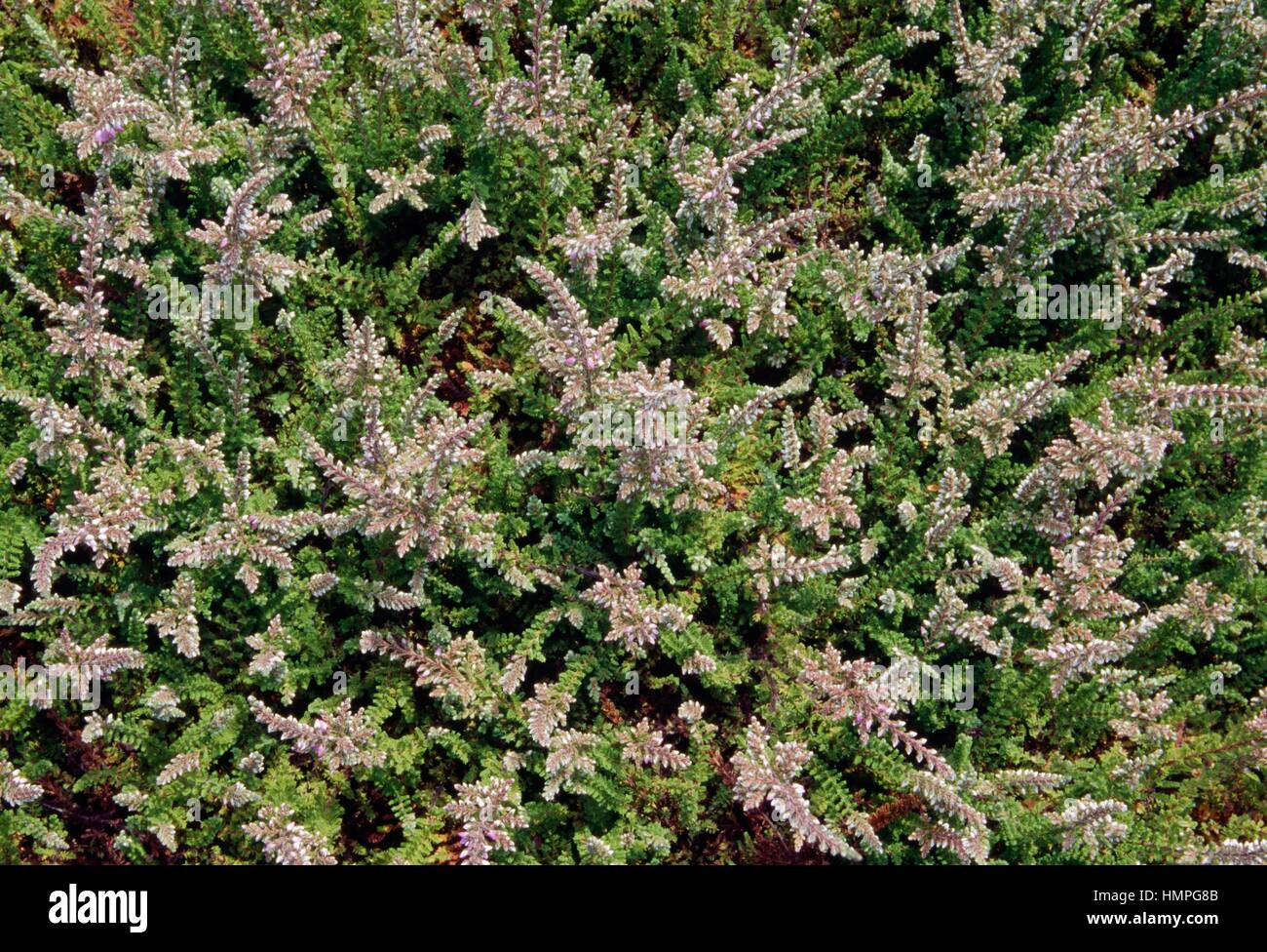 Heather Mullion (Calluna vulgaris Mullion), Ericaceae. Stock Photo
