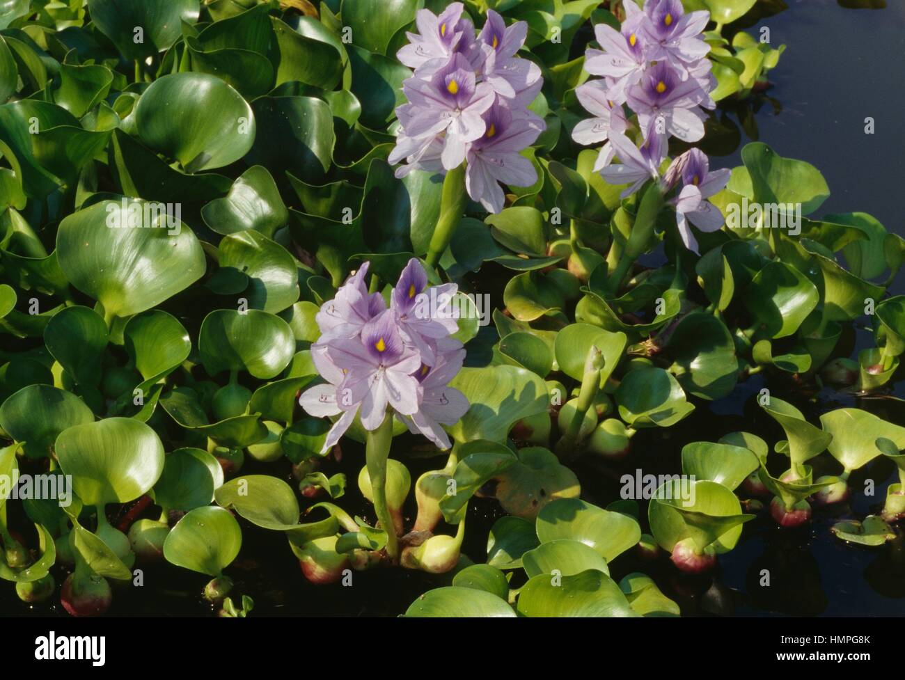 Common water hyacinth or Floating water hyacinth (Eichhornia crassipes ...