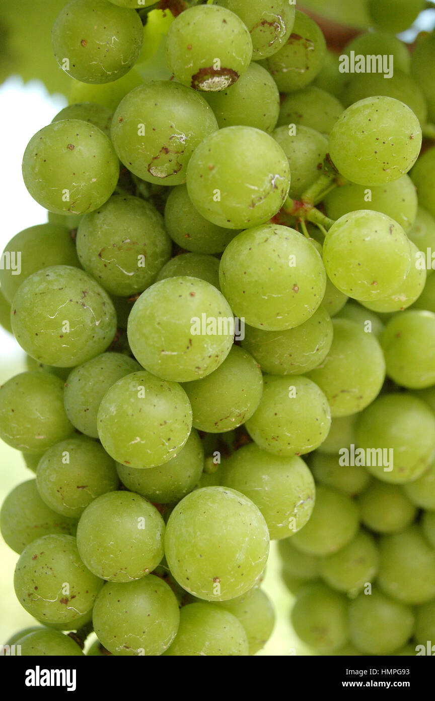 Verdantly grapes Stock Photo