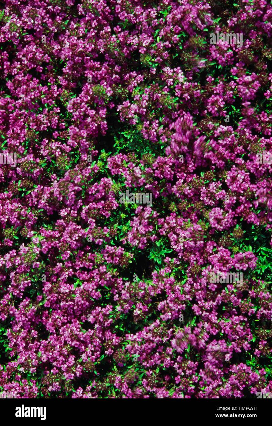 Red creeping thyme in bloom (Thymus praecox Coccineus), Lamiaceae Stock