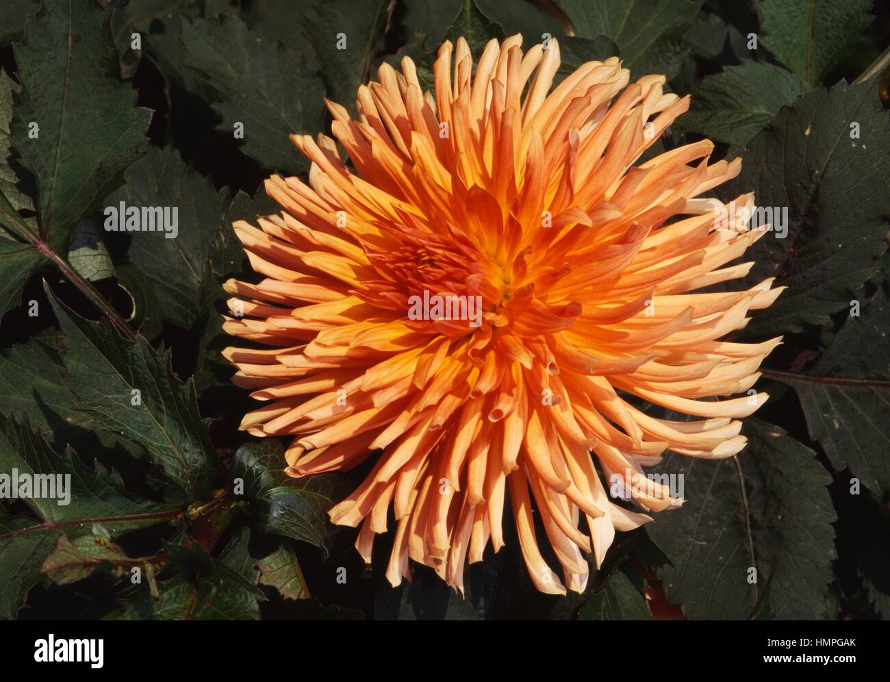 Dahlia (Dahlia Seur Clarentine), Asteraceae. Stock Photo