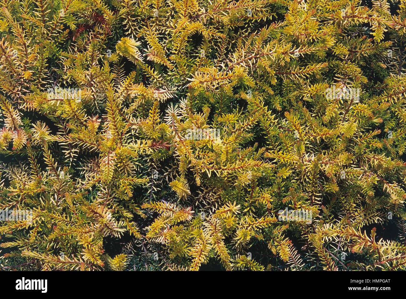 Scotch heath or Winter heath (Erica carnea Aurea), Ericaceae. Stock Photo