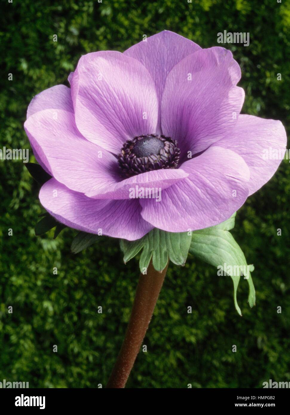 Poppy anemone or Spanish marigold (Anemone coronaria De Caen