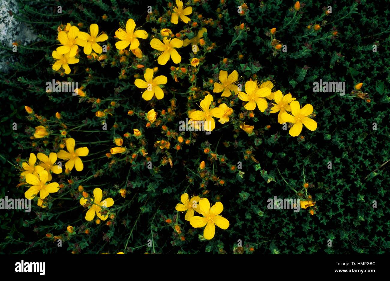 Creeping St Johnswort (Hypericum reptans), Hypericaceae. Stock Photo